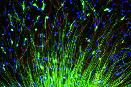 Luces neón de color verde y azul